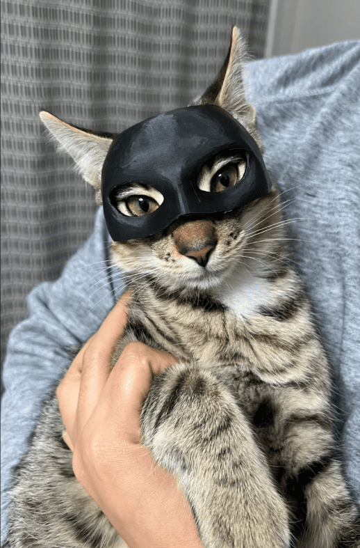 Maska dla Kota BATMAN BAT-CAT Przebranie dla kota na halloween - obrazek 5