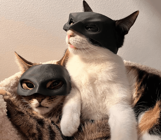 Maska dla Kota BATMAN BAT-CAT Przebranie dla kota na halloween - obrazek 4